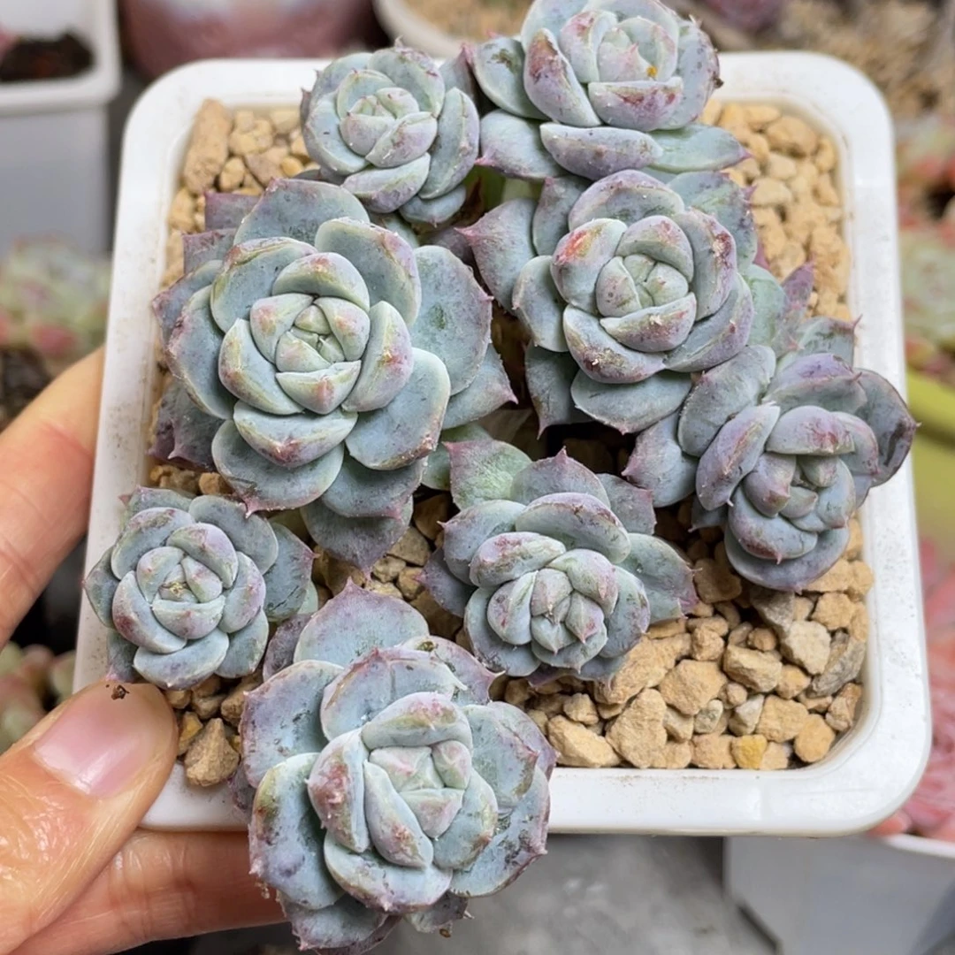 阿尔巴石化8头群生