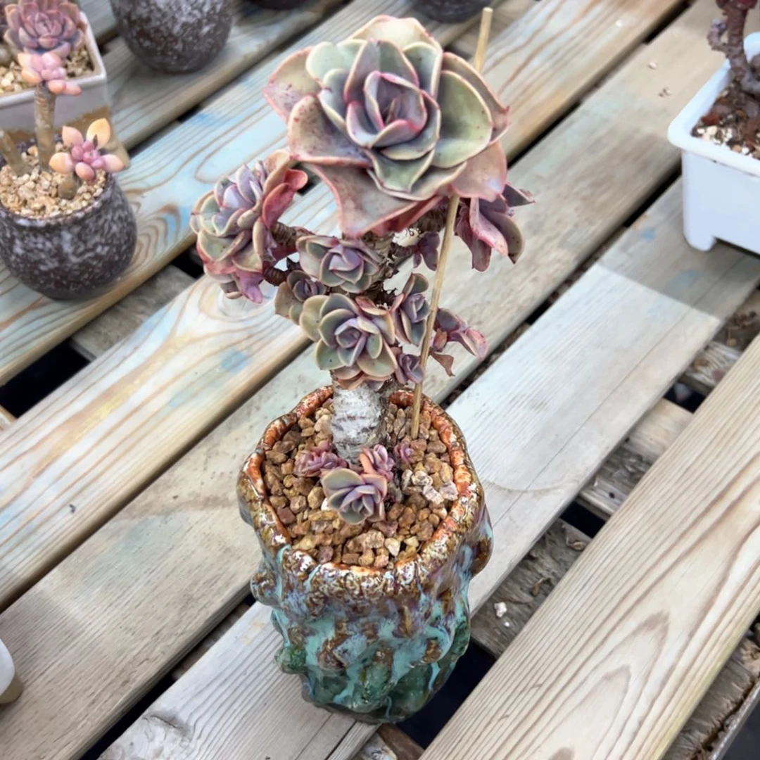 ?*?混炖皮38 零零多肉植物