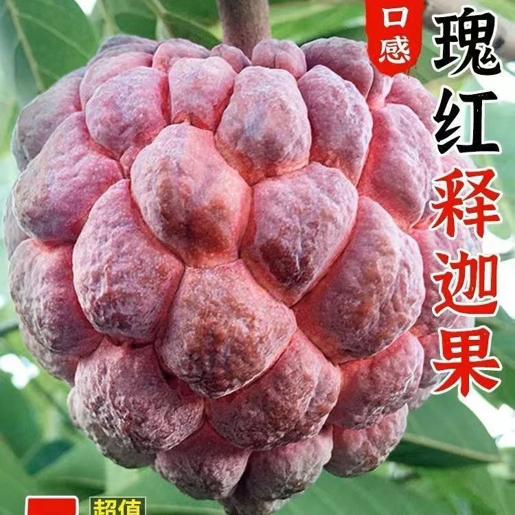 京东空运包邮海南玫瑰释迦果红佛头果稀有品种高端水果
