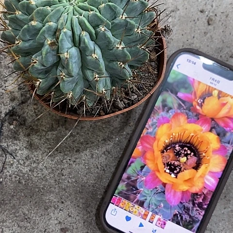 复色黑猴，5-8公分左右