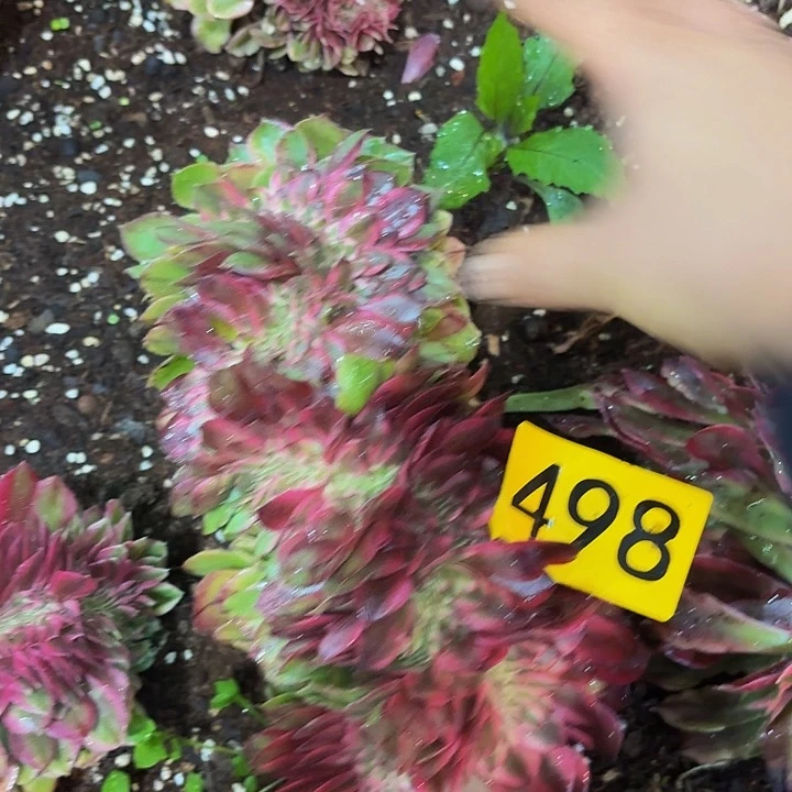 多肉植物荔枝缀498