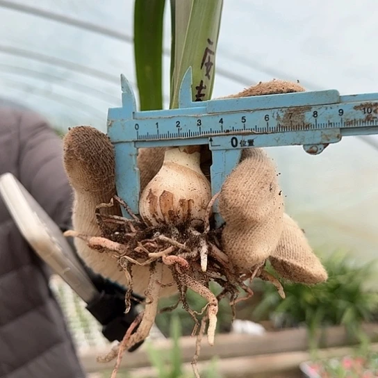 安吉拉3.5厘米 包对版 今年不一定能开