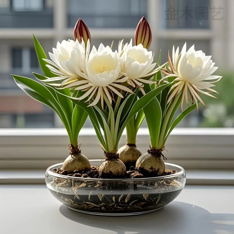 【新品】昙花球根浓香型花卉绿植四季开花植物盆栽室内外耐寒好养活