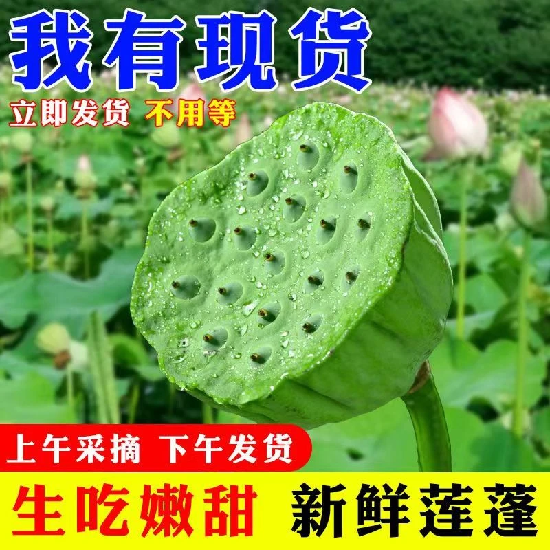 莲蓬新鲜水果莲蓬莲子米莲蓬现采即食应季新鲜蔬菜孕妇生吃非湖南