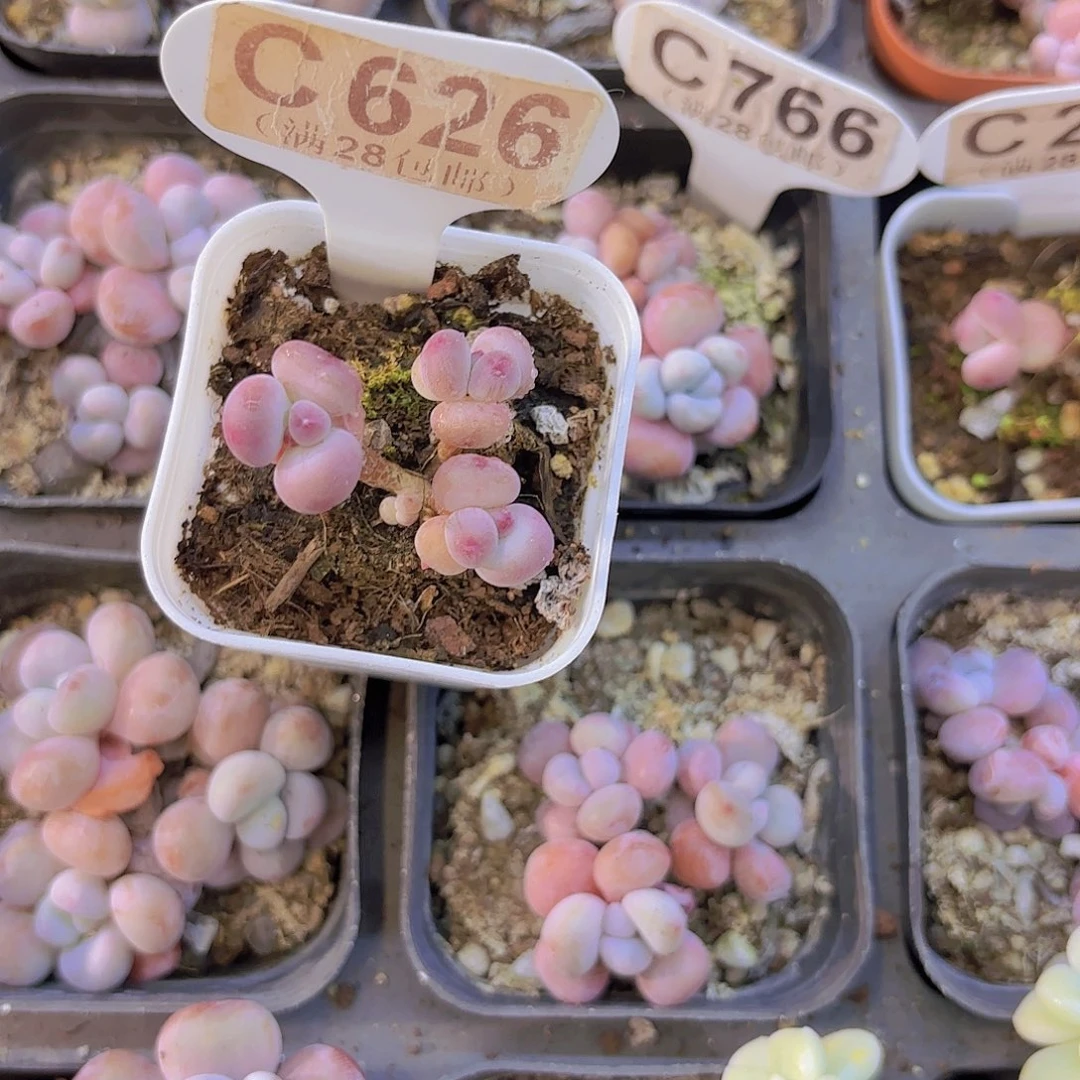 C626萤火虫一物一拍