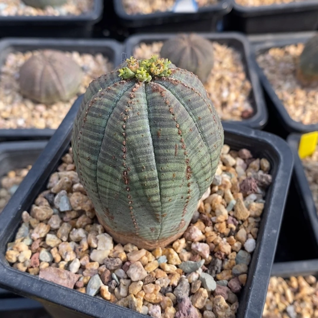 45 欧系实生布纹球多肉植物