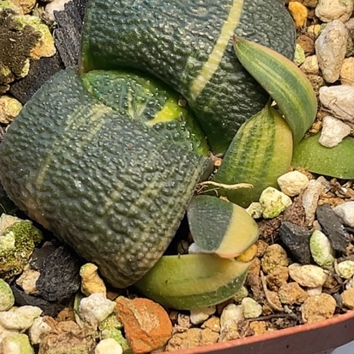 卧牛锦一物一拍1号