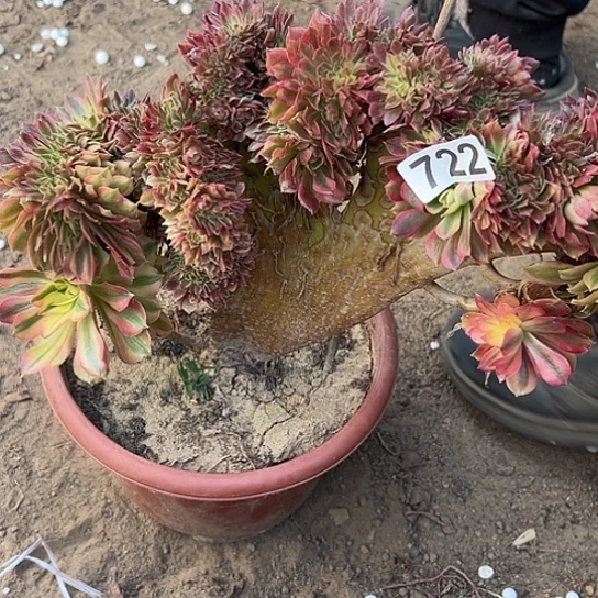 钱***卉一颗多肉法师 722