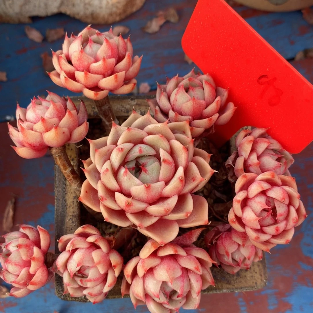 敏宝哈哈哈哈哈哈哈哈哈