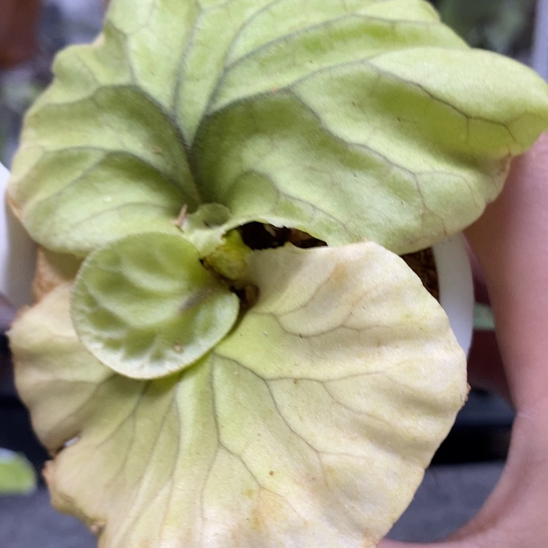 无花朵宽叶亚猴鹿角蕨