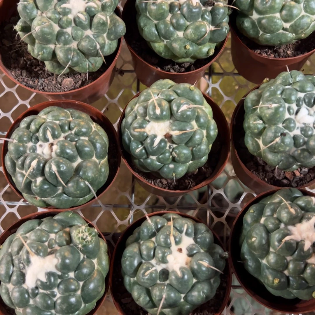 无刺象牙随机一颗