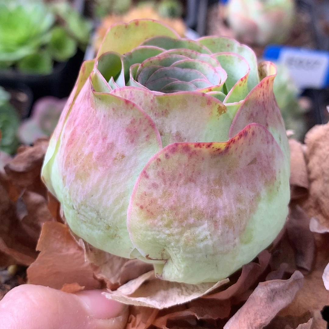 一物一拍星辰福利059