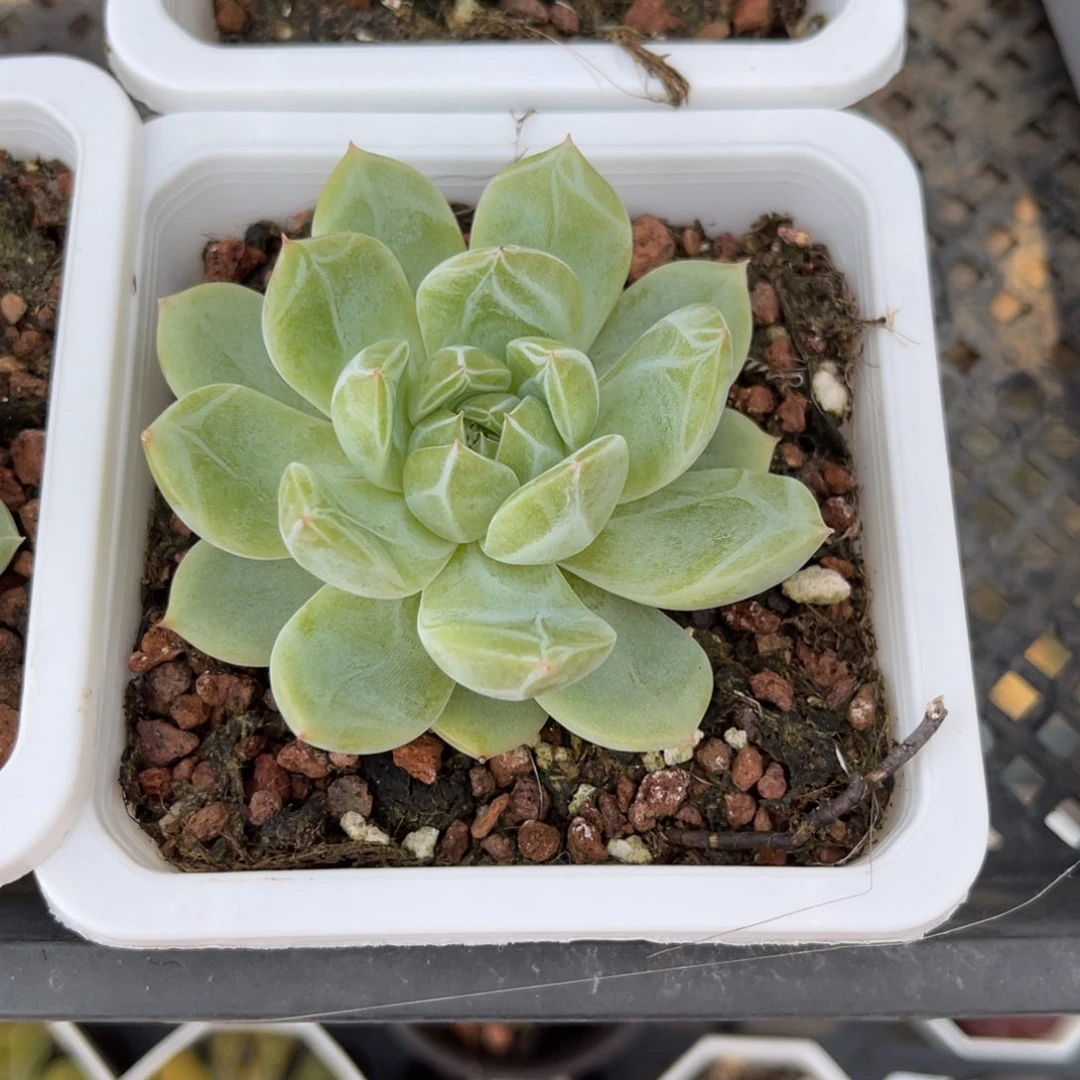 多肉植物一物一拍