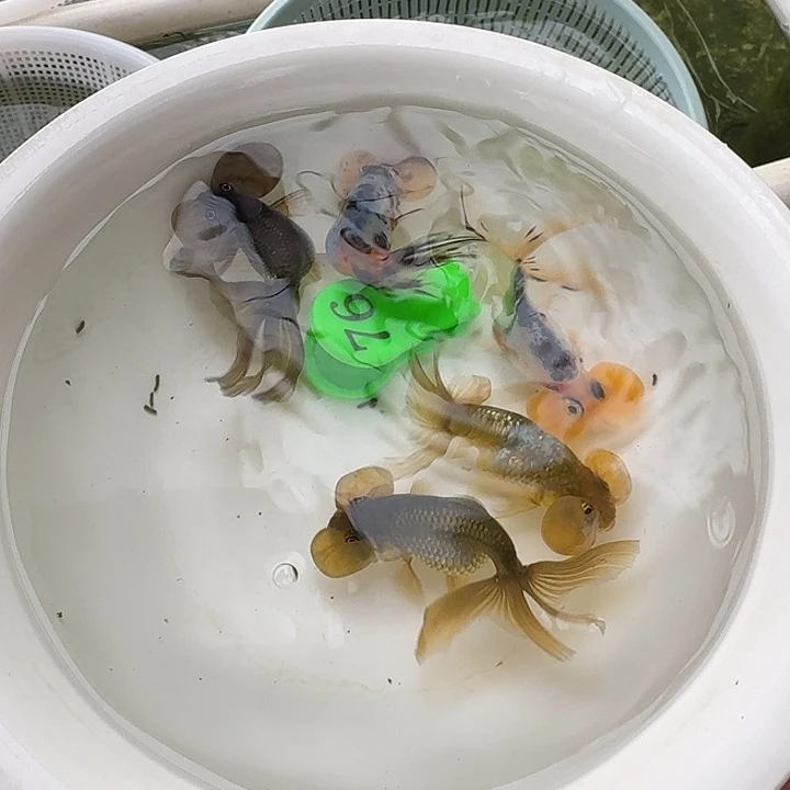 金鱼包邮包活到家