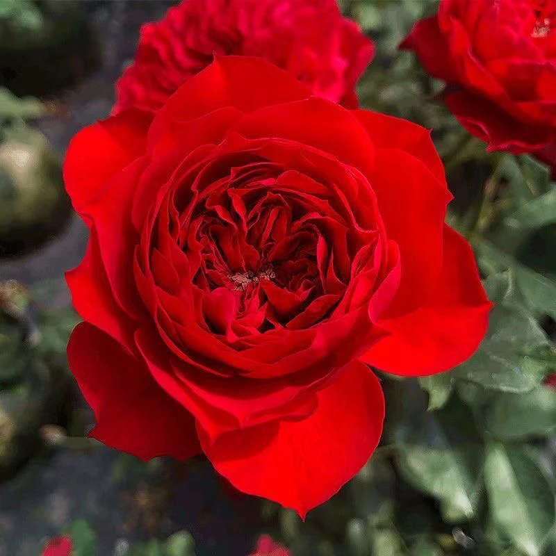 【红苹果】 一盆多棵多头丰花勤花抗病盆栽耐寒耐热庭院阳台盆栽