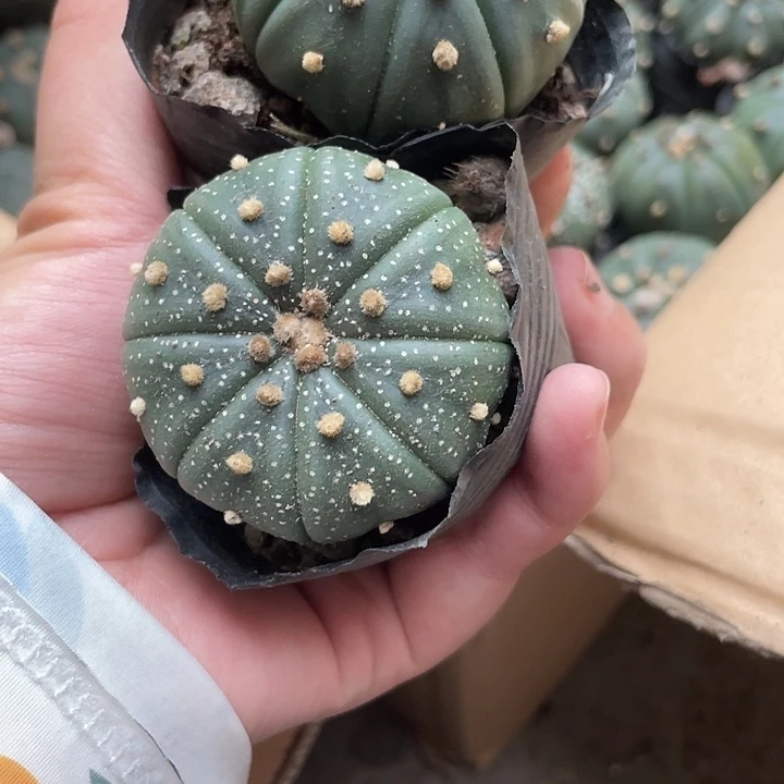 当前无花栽培后可以开花一颗绿➕白仙人球开花植物