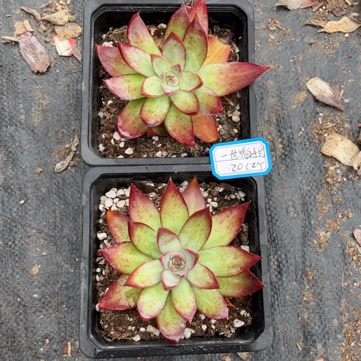 一***舟惊鸿仙子多肉冠幅8厘米