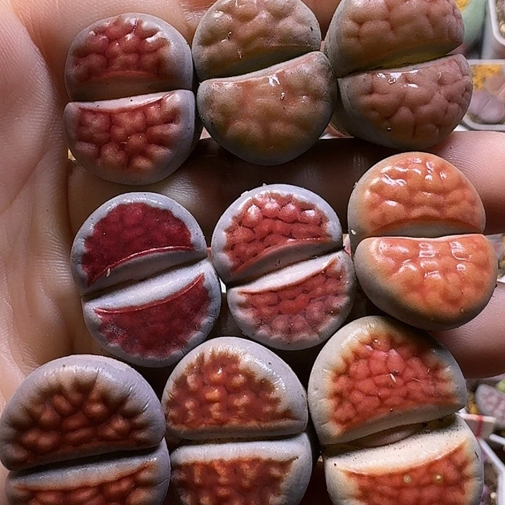 生石花111111。   301