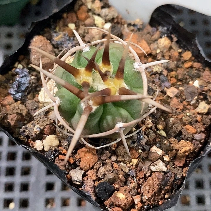 孤品实生顶级爆种五十铃碧岩玉52号