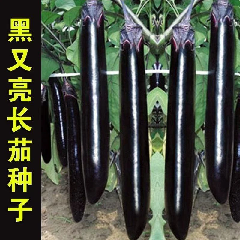 【黑贵人长茄种子】四季播种 庭院田地种植 农家蔬菜