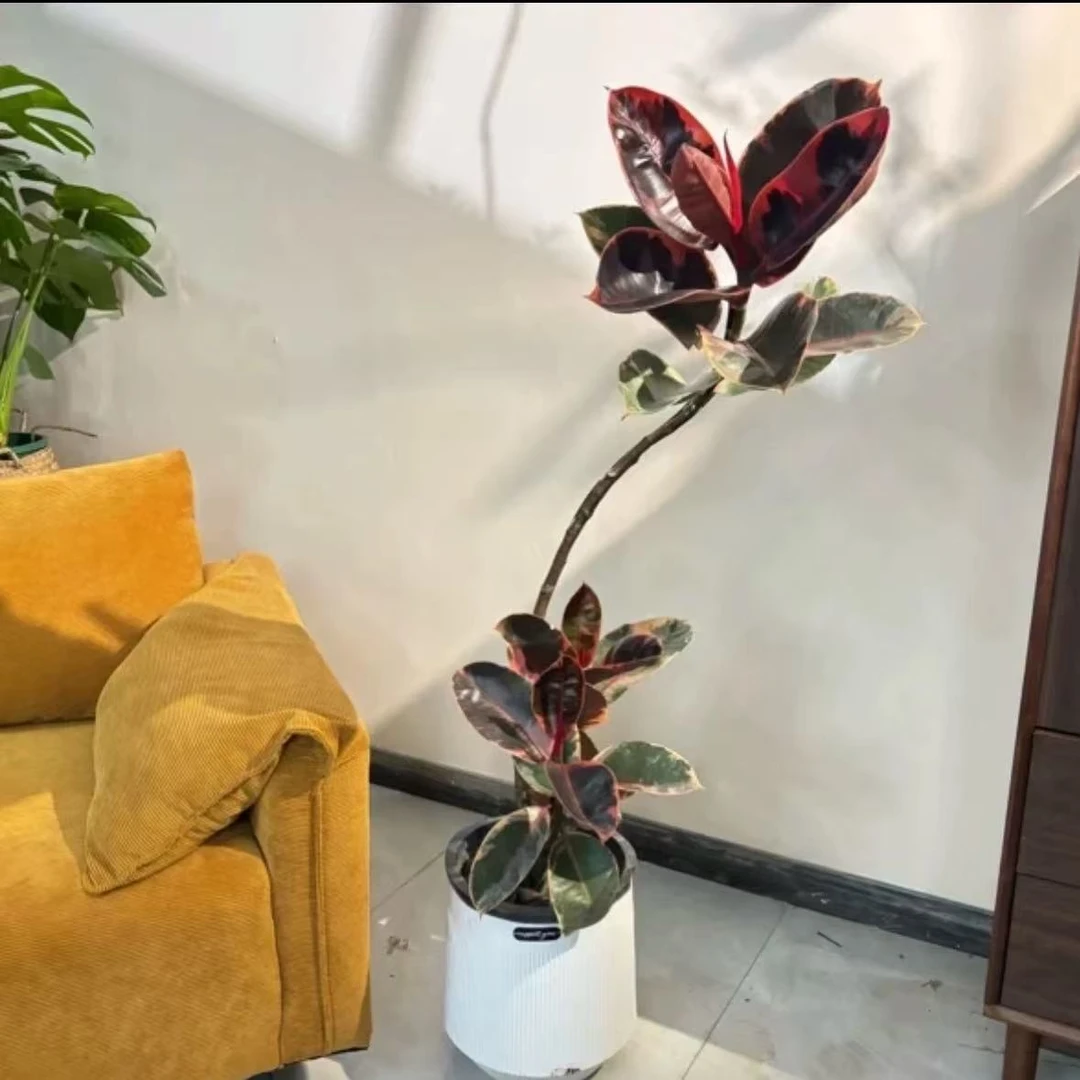 花叶橡皮树客厅大盆栽红关公老桩造型黑金刚黄金榕大型绿植物室内