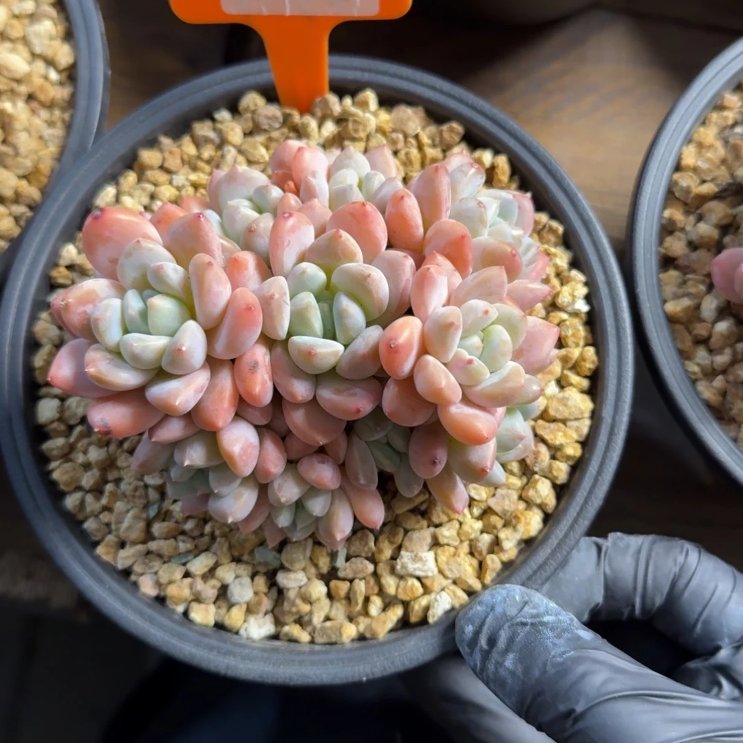 芙丽朵222222222222222223