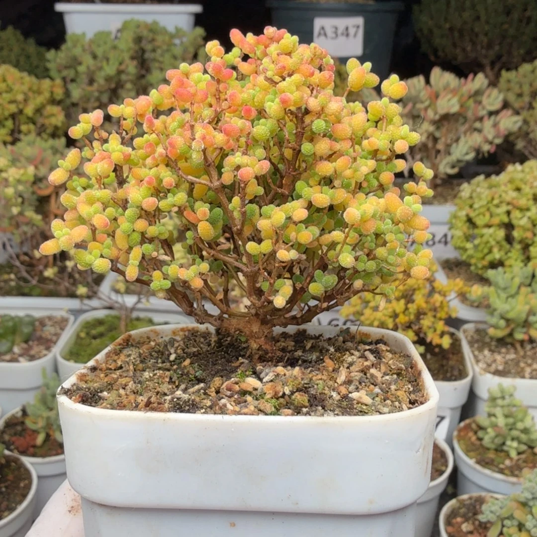 A699精控蜜橘糖球枝干