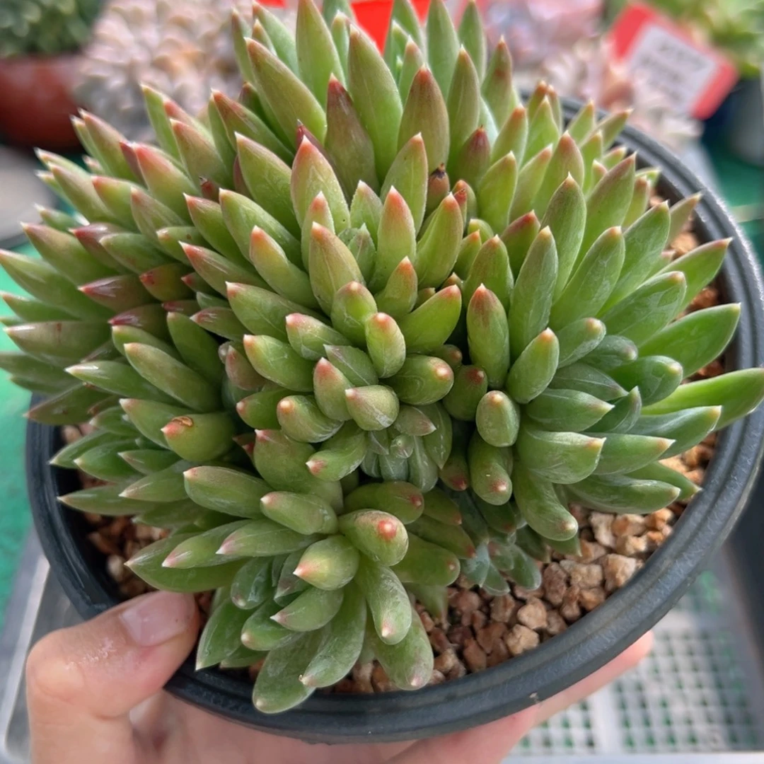 表妹精品多肉植物351: