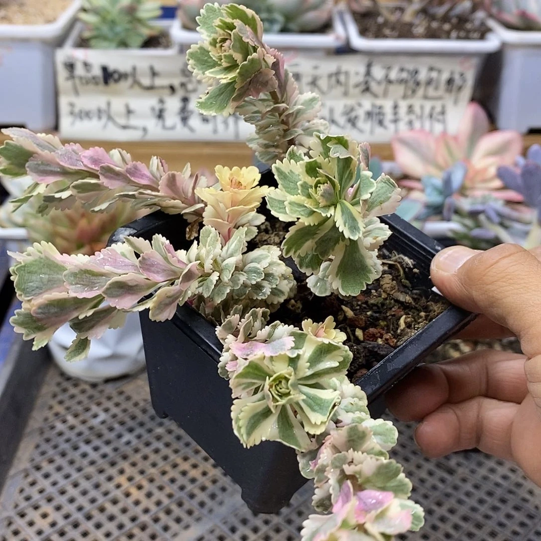 0885 亚特兰蒂斯