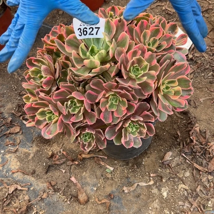 多肉植物3627种植物