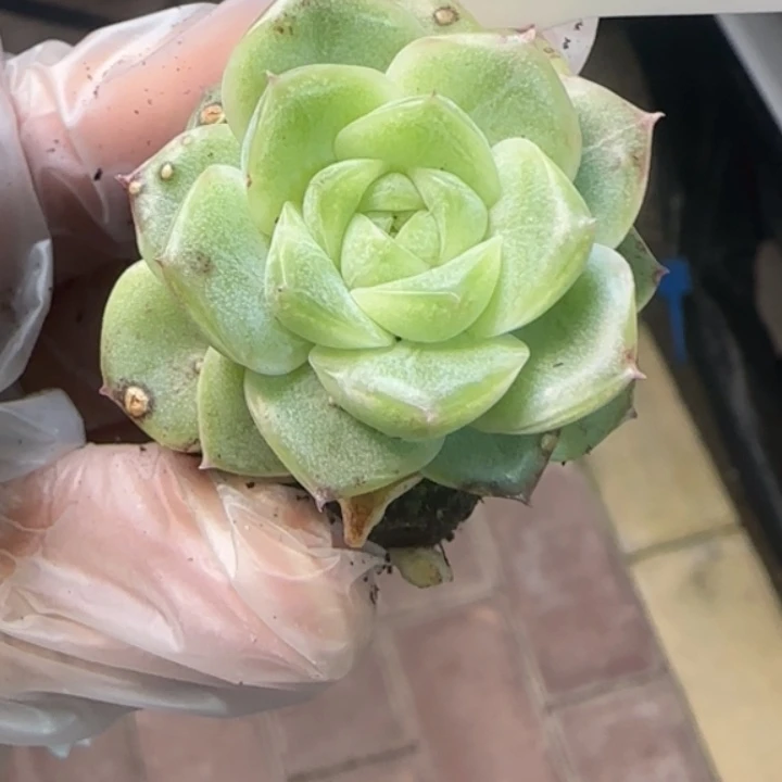 735号   珍妮       优选