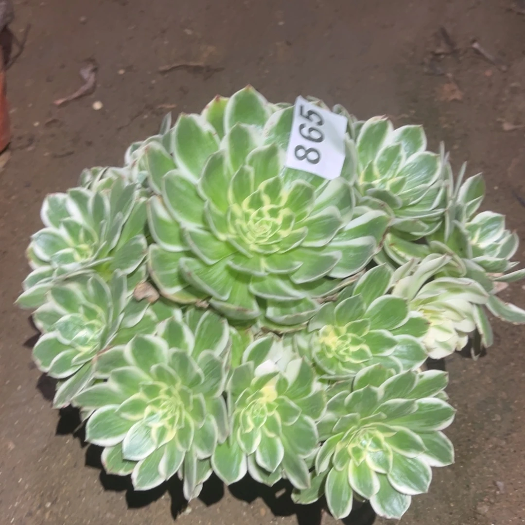 伊丽莎白865号法师