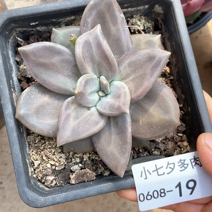 性***螂小七夕多肉惜春19