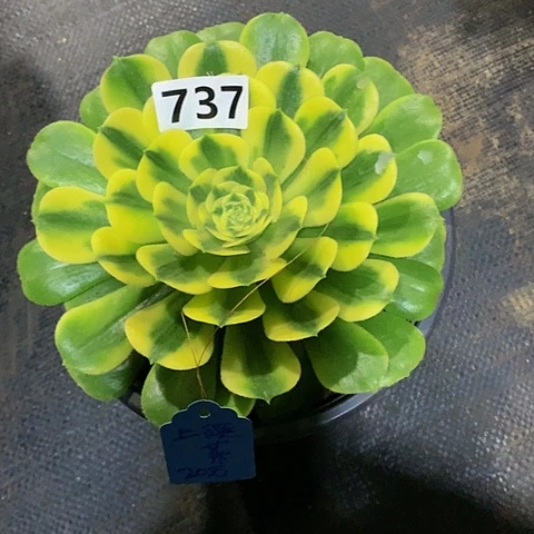 辛尼亚737寄养的