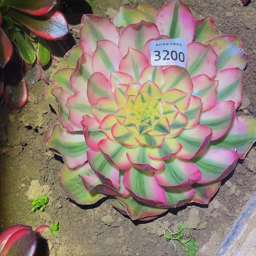 3200爱丽丝多肉植物
