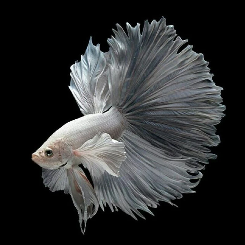 《187-201》好养易活泰国斗鱼活体热带观赏鱼（直播间选鱼）不包损