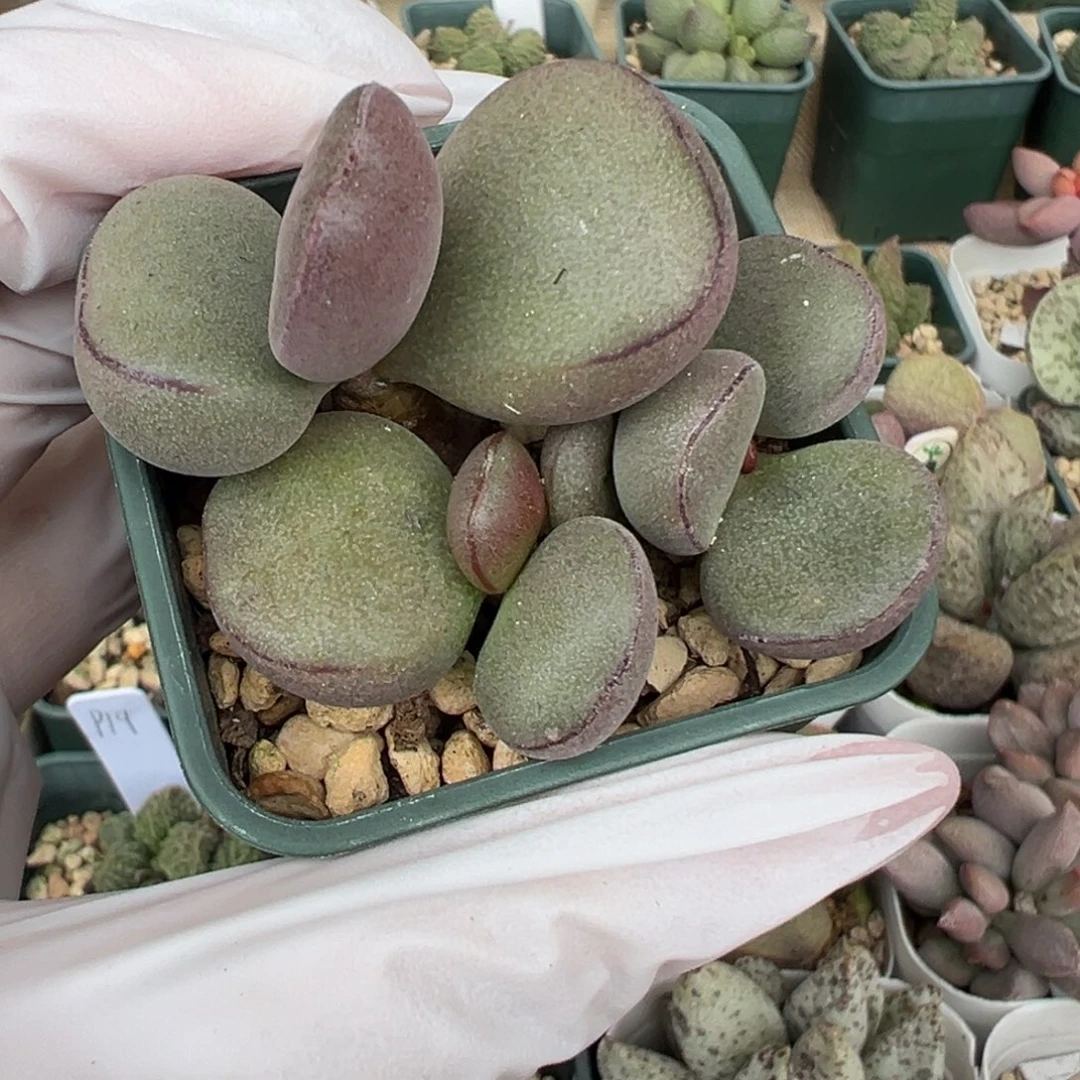 491紫蛋一颗胖嘟嘟