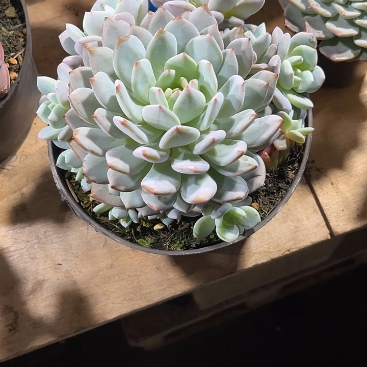 X***～000000000000000001051