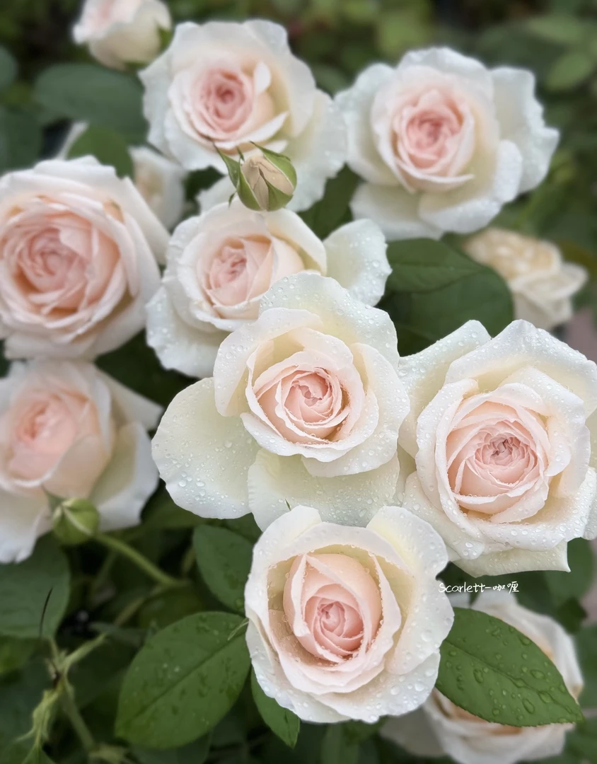 【蒙娜丽莎】独颗粉白色月季