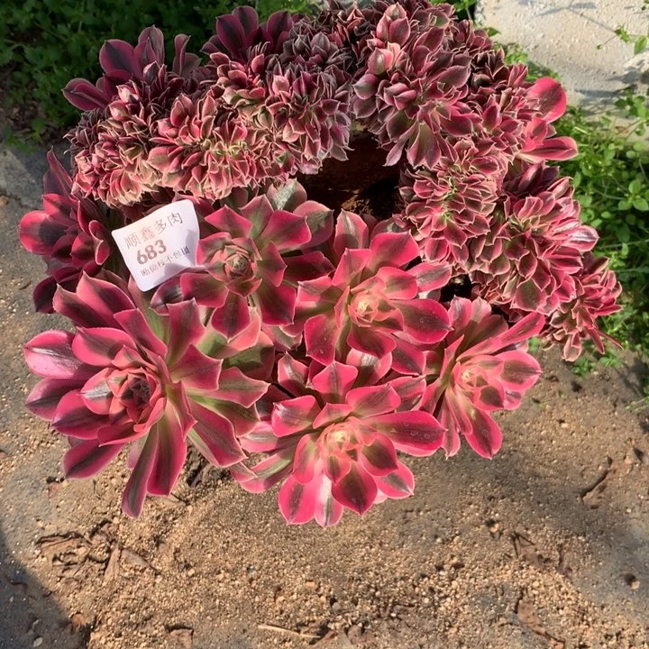 阿*桃683粉女巫缀多肉植物