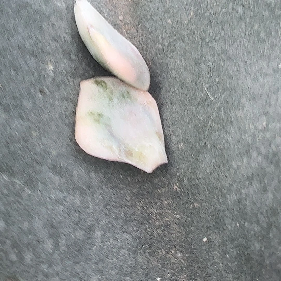 俩***贝多肉植物多肉植物