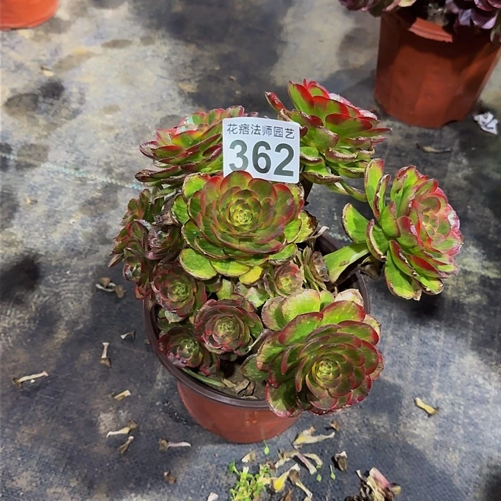 红陶火狐36200000