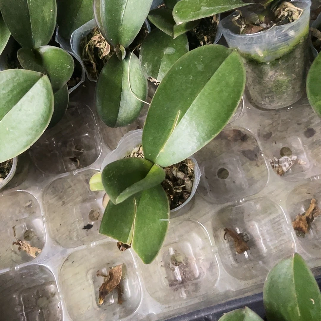 当前无花栽培后可以开花蝴蝶兰粉曼1.7瑕疵