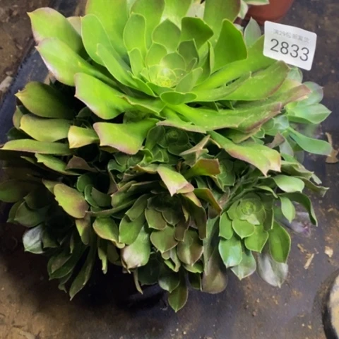 邵修玫瑰多肉植物2833