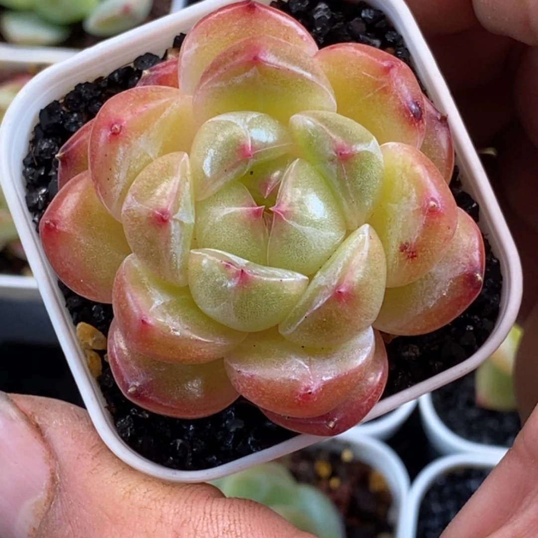 天官赐福百无禁忌