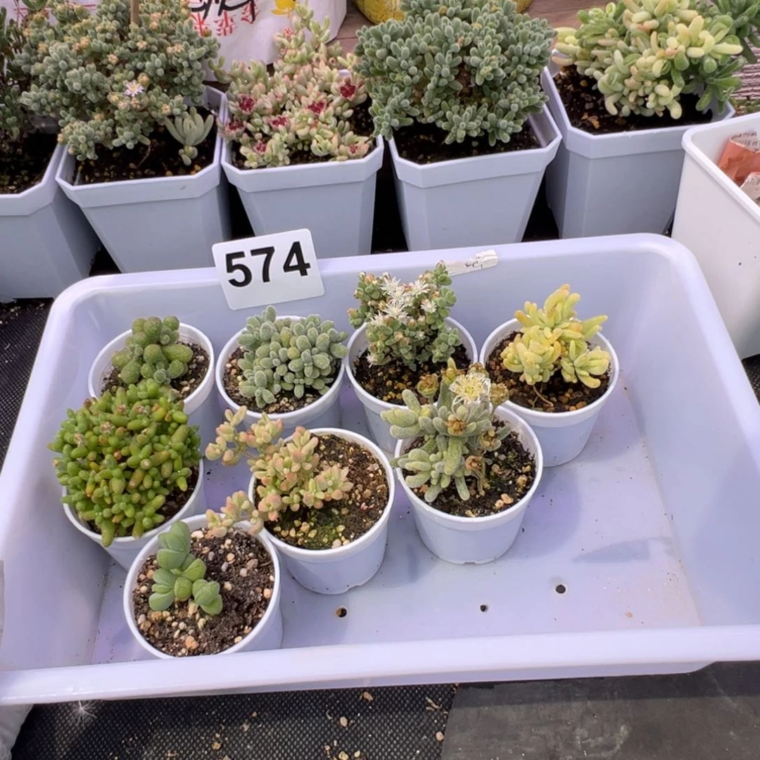 多肉植物枝干8颗