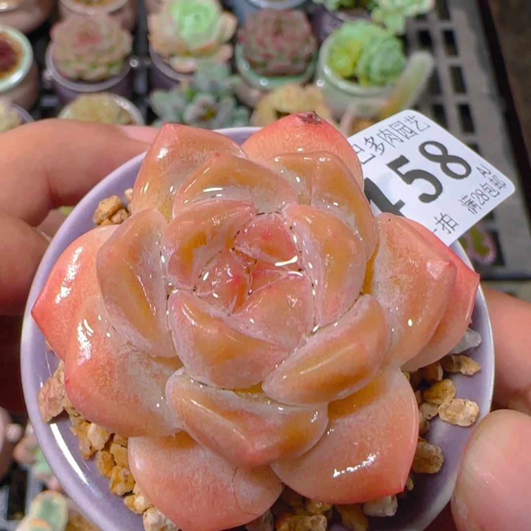 AJ小尾巴5CM迷你拇指盆栽精控多肉458