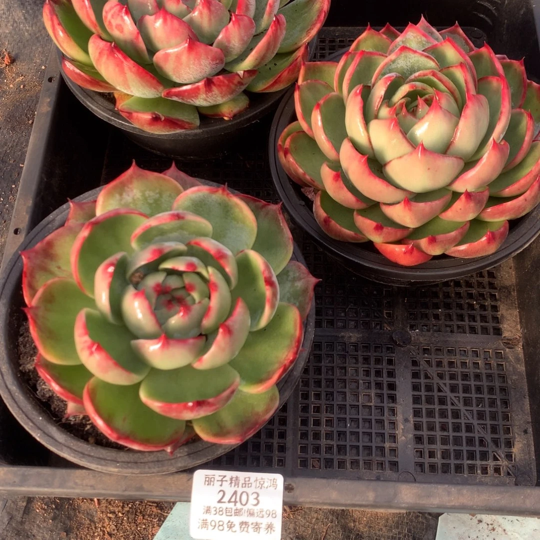 2403号多肉植物惊鸿3颗不售后