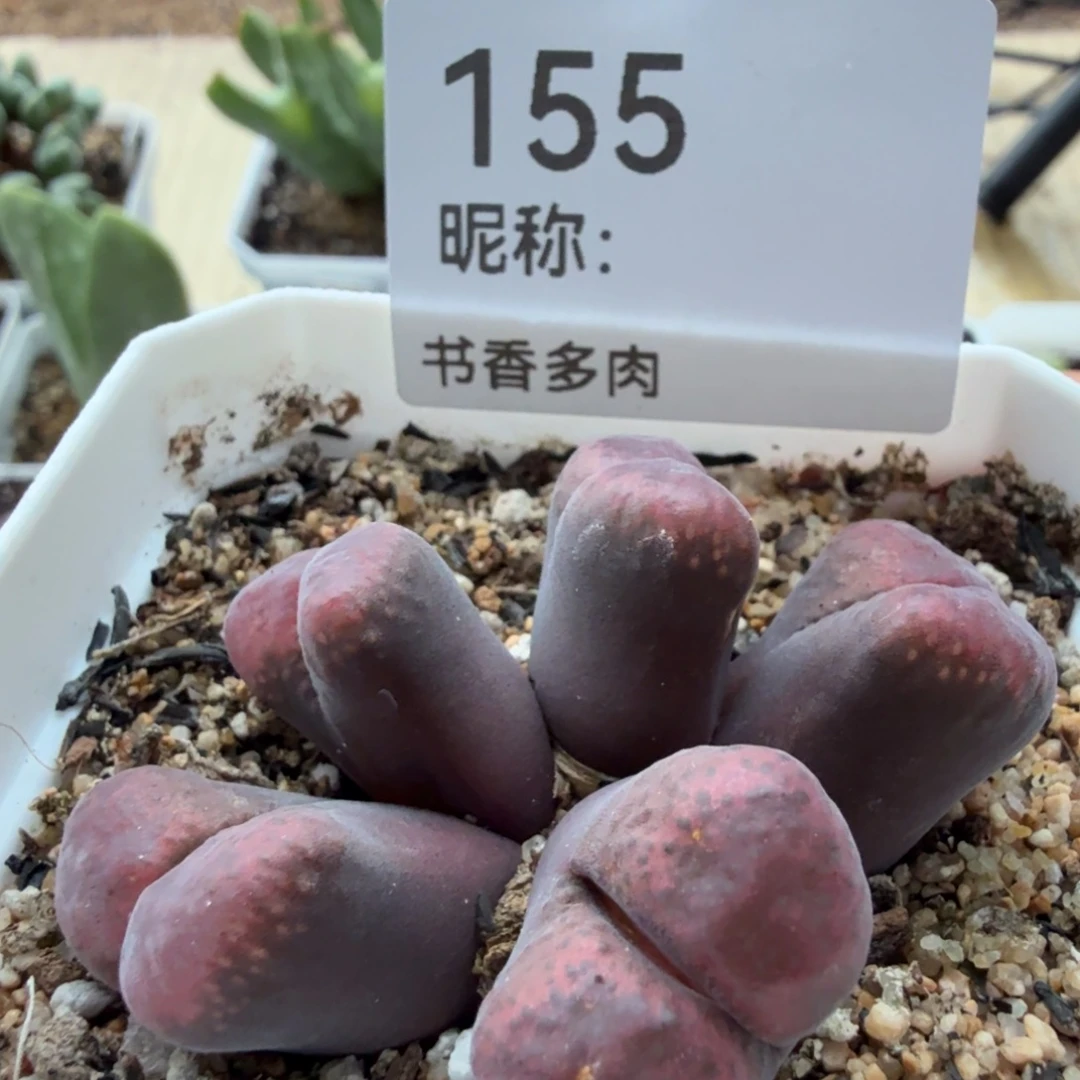 风铃。