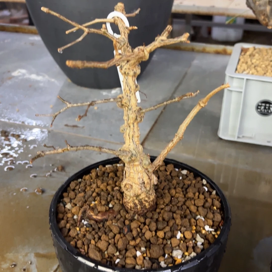 ?**管象足漆树带盆土。